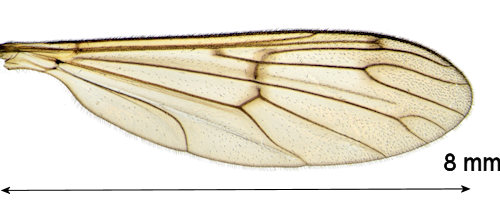 Ptychoptera scutellaris wing