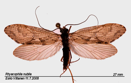 Rhyacophila nubila