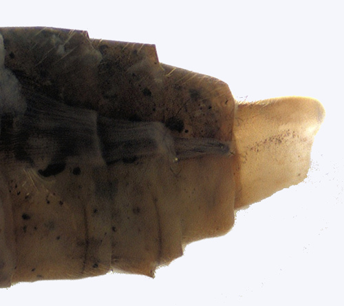Rhyacophila nubila female lateral
