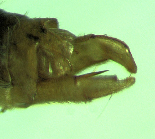 Rhyacophila nubila male lateral