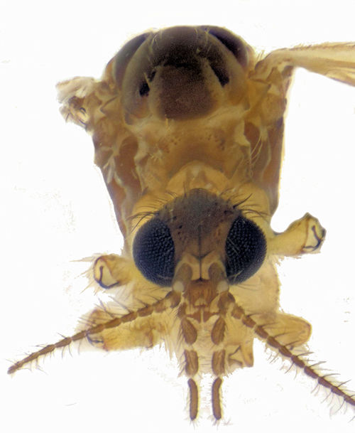 Rhypholophus haemorrhoidalis male head