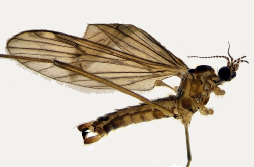 Rhypholophus varius