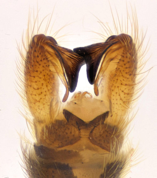 Rhypholophus varius dorsal