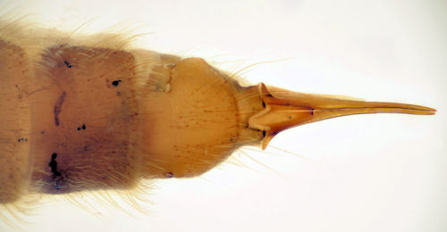 Rhypholophus varius female dorsal