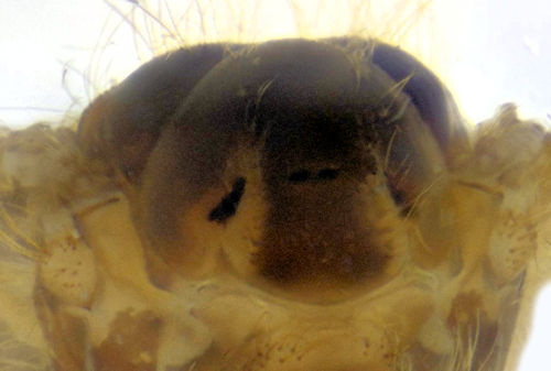 Rhypholophus varius female head