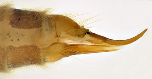 Rhypholophus varius female lateral