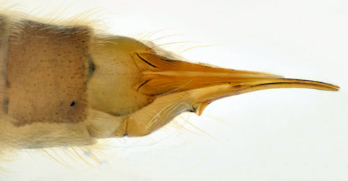 Rhypholophus varius female ventral