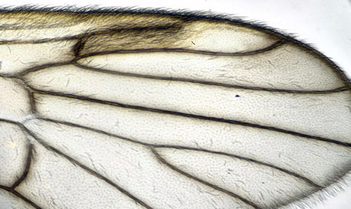 Rhypholophus varius female wing