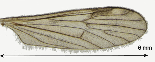 Rhypholophus varius male wing