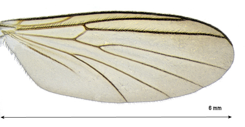 Saigusaia flaviventris wing