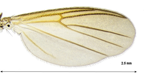 Sceptonia fumipes wing
