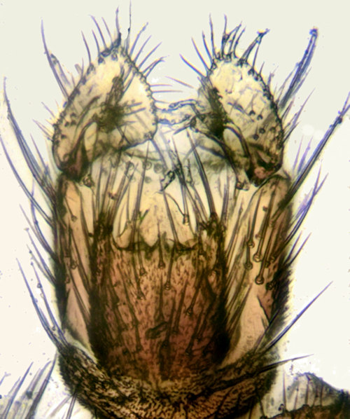 Sceptonia longisetosa dorsal