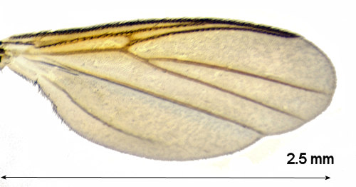 Sceptonia longisetosa wing