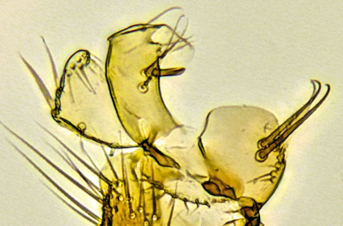 Sceptonia nigra gonostylus