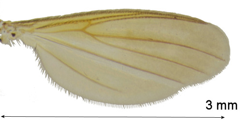 Sceptonia nigra wing