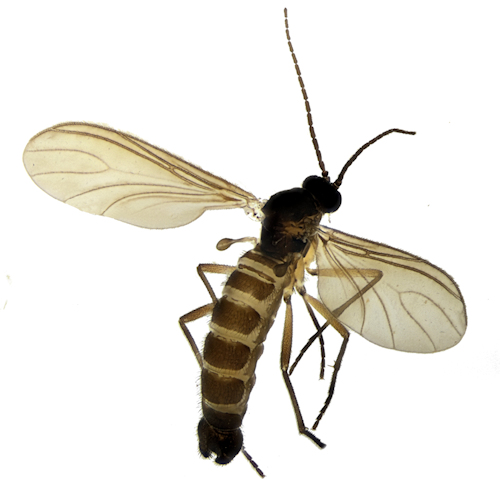 Sciara bryophila