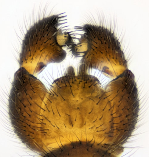 Sciara bryophila dorsalis