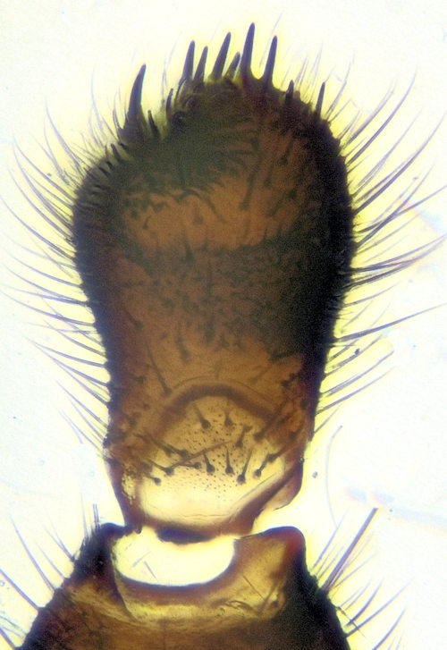 Sciara bryophila gonostylus