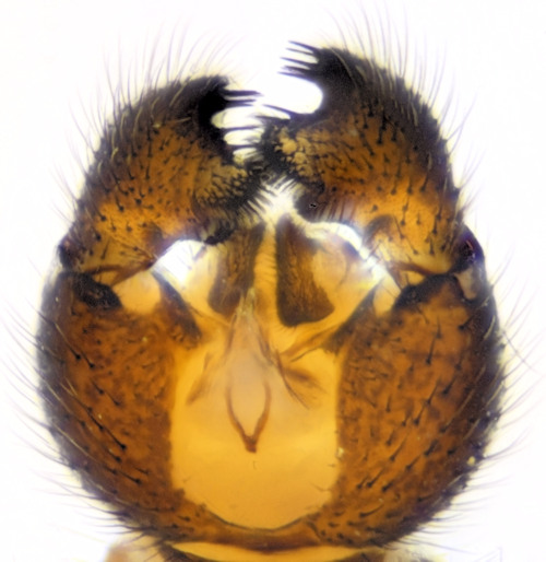 Sciara bryophila ventral