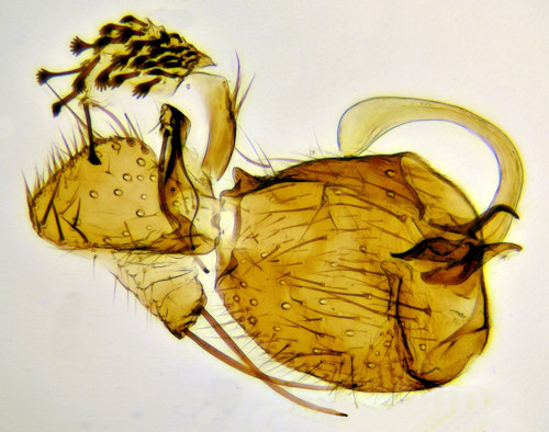 Sciophila hirta gonostylus