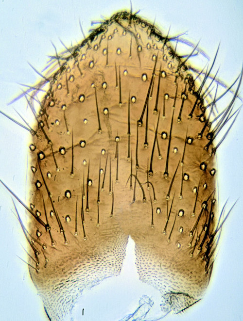 Sciophila hirta tergite9