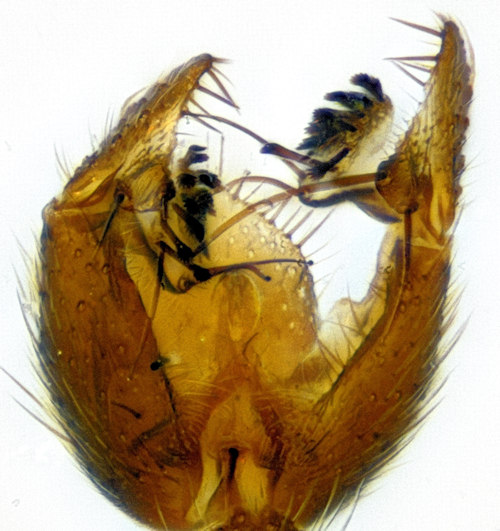 Sciophila hirta ventral