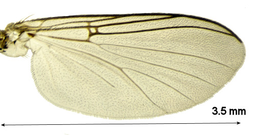Sciophila hirta wing