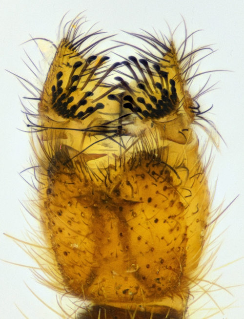 Sciophila lutea dorsal