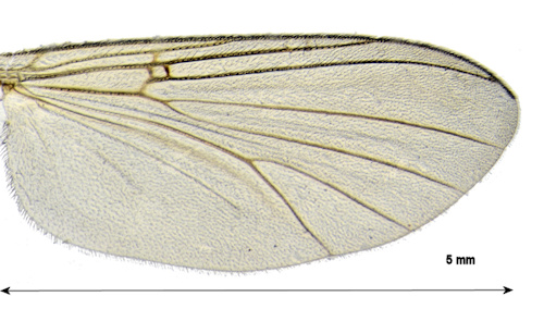 Sciophila lutea wing