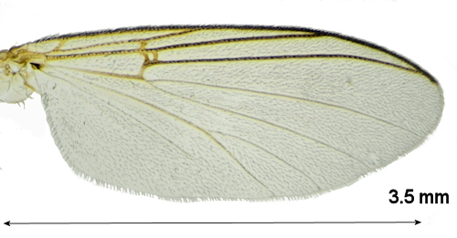 Sciophila nigronitida wing