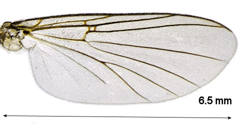 Sciophila rufa wing