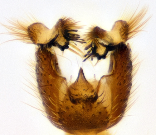 Sciophila yakutica dorsal