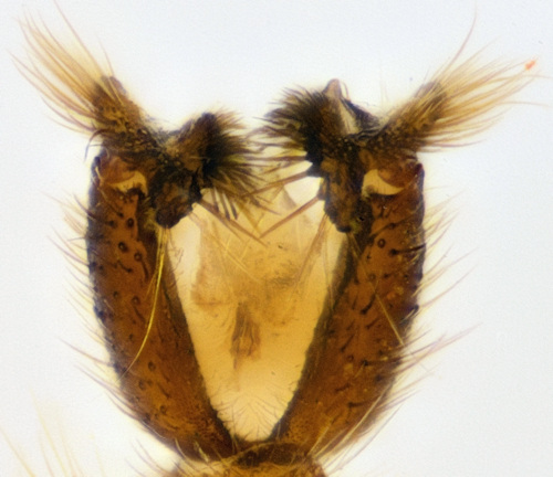 Sciophila yakutica ventral