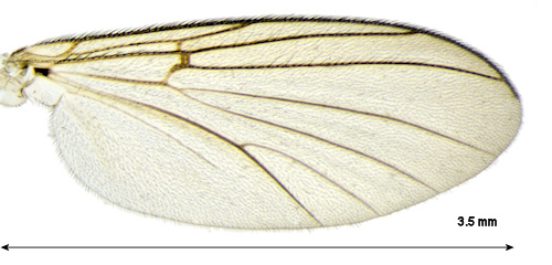 Sciophila yakutica wing