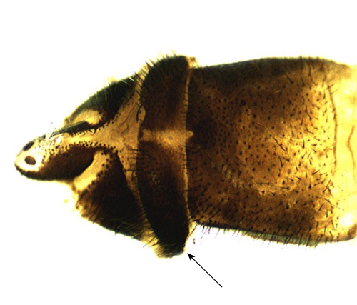 Sialis sibirica female ventral