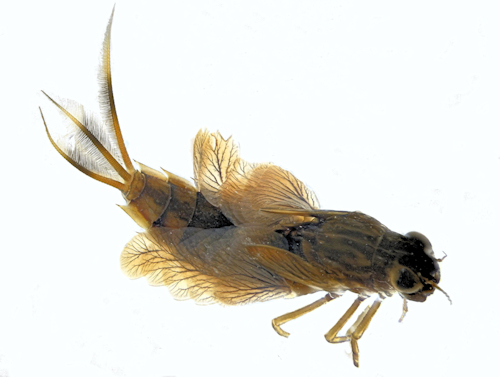 Siphlonurus aestivalis larva