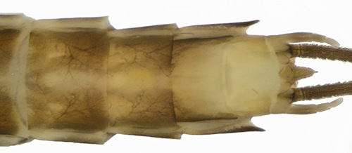 Siphlonurus aestivalis male ventral
