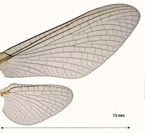 Siphlonurus aestivalis wing