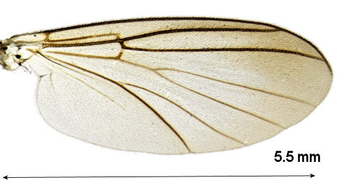Syntemna morosa wing