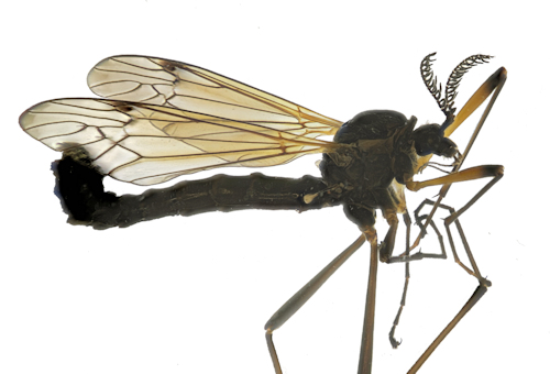 Tanyptera atrata male black