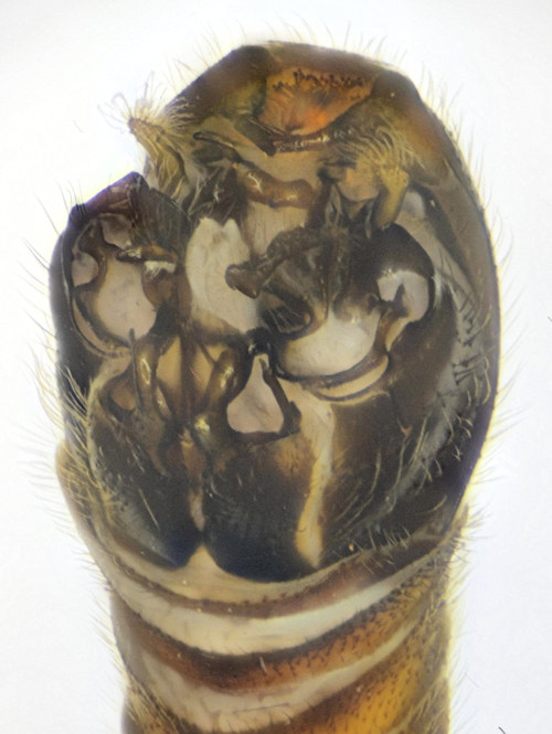 Tipula affinis male dorso lateral