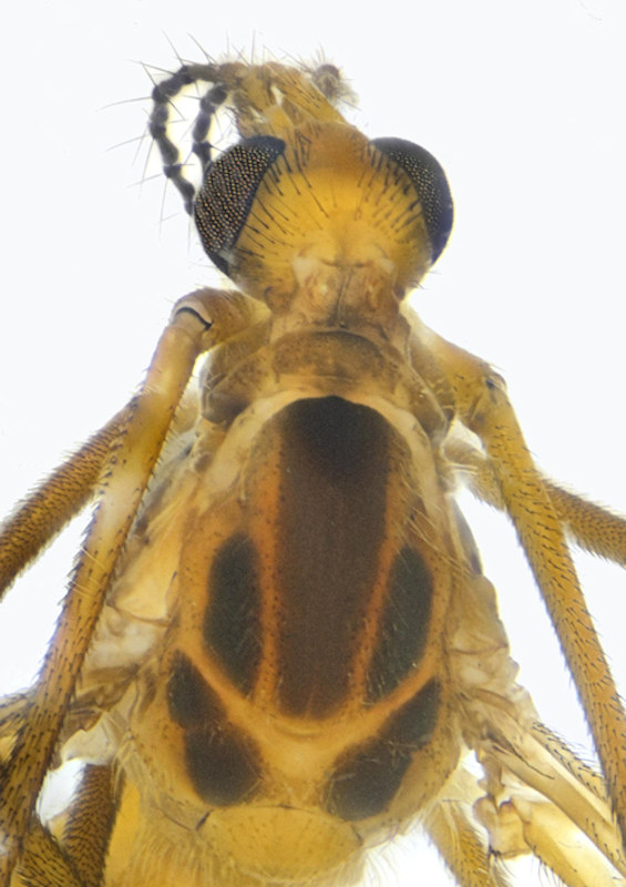 Tipula affinis male head