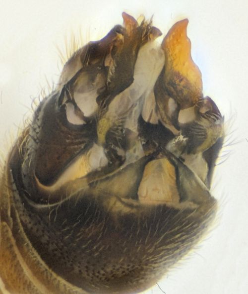 Tipula affinis male ventral