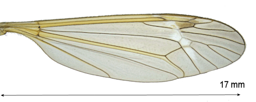 Tipula affinis male wing