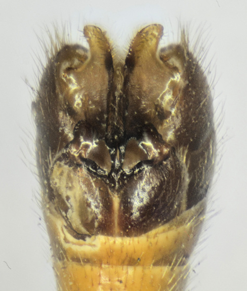 Tipula bistilata dorsal