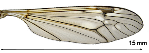 Tipula circumdata male wing