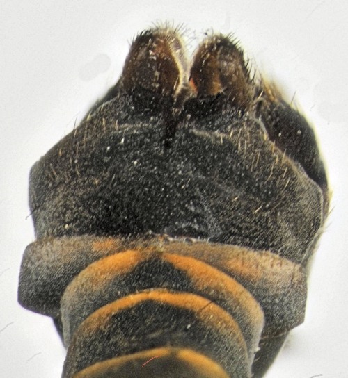 Tipula crassicornis dorsal