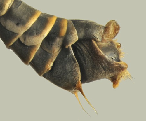 Tipula crassicornis lateral