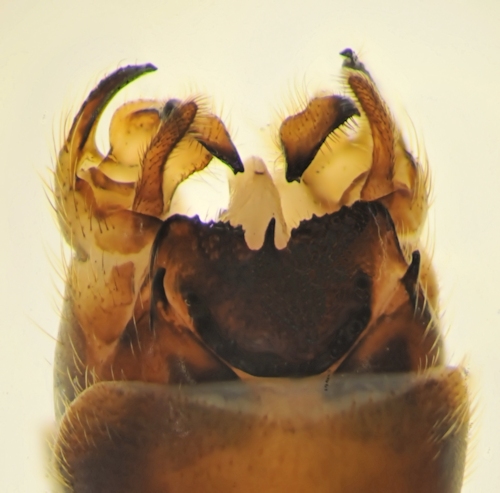 Tipula excisa dorsal