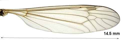 Tipula fendleri wing